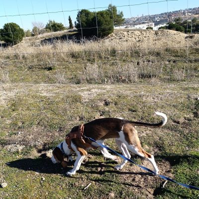 EMOCION_PERRUNA_PASEOS_CALIDADpeq